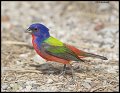 _4SB7888 painted bunting
